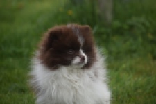 Keeshond (teef) 07467