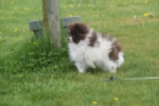 Keeshond (teef) 07467