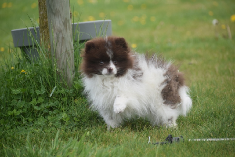 Keeshond (teef) 07467