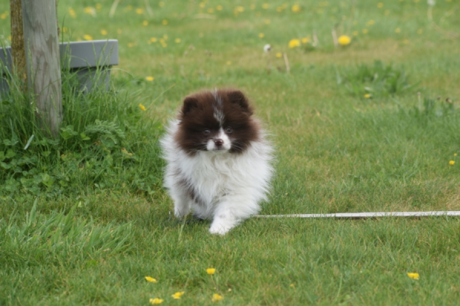 Keeshond (teef) 07467