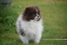 Keeshond (teef) 07467