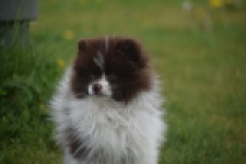 Keeshond (teef) 07467