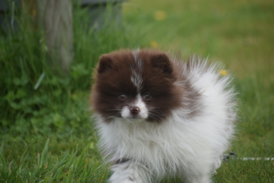 Keeshond (teef) 07467