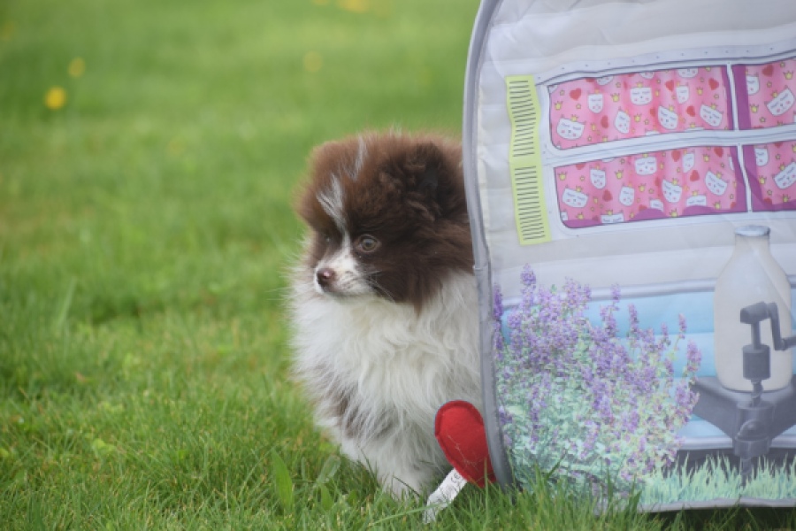 Keeshond (teef) 07467