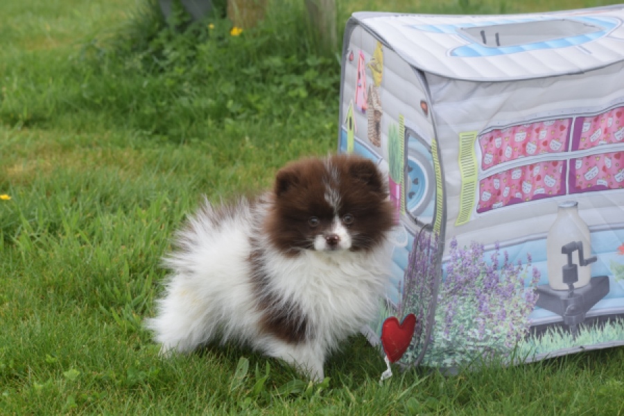 Keeshond (teef) 07467