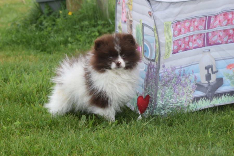 Keeshond (teef) 07467