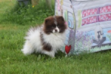 Keeshond (teef) 07467