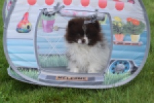 Keeshond (teef) 07467