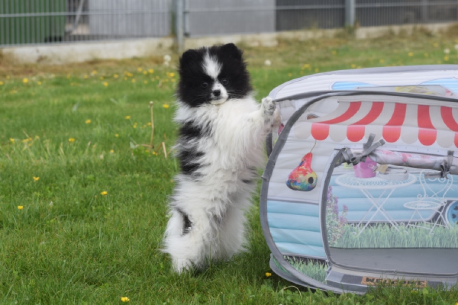 Keeshond (teef) 07474