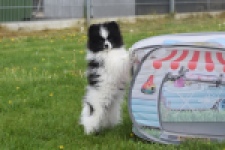 Keeshond (teef) 07474