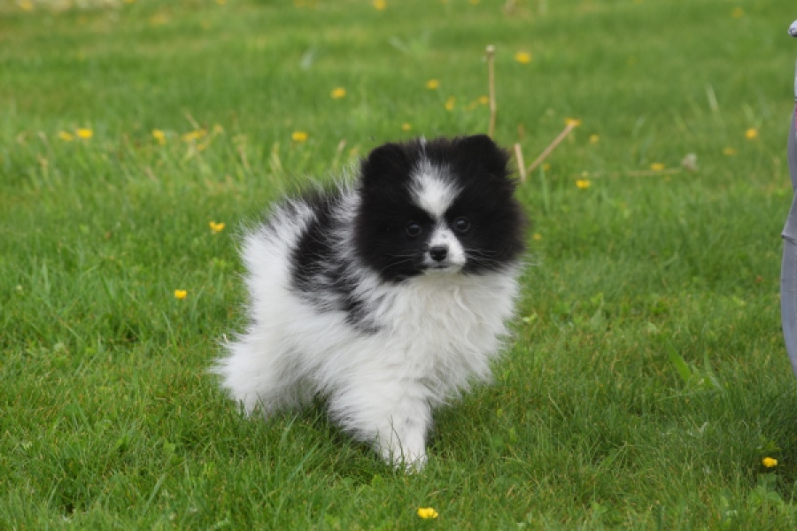 Keeshond (teef) 07474