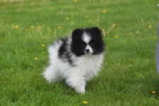 Keeshond (teef) 07474