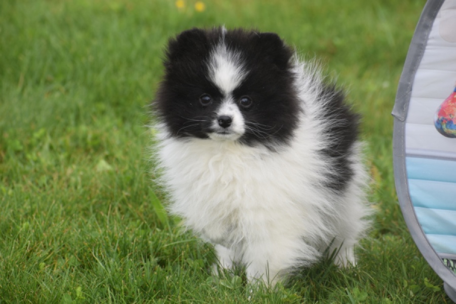 Keeshond (teef) 07474