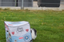 Keeshond (teef) 07474