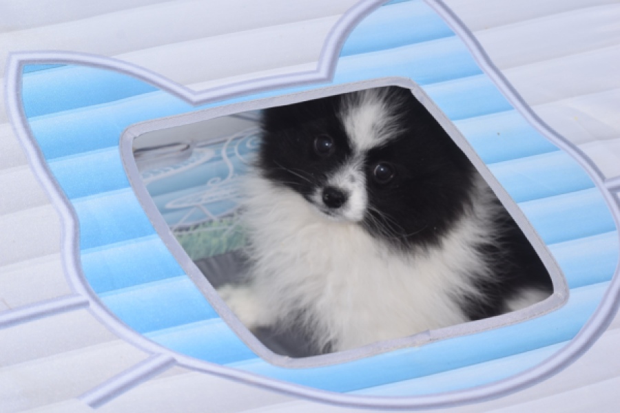 Keeshond (teef) 07474
