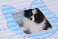 Keeshond (teef) 07474