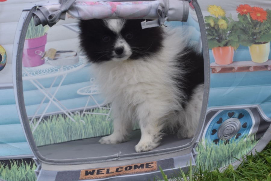 Keeshond (teef) 07474