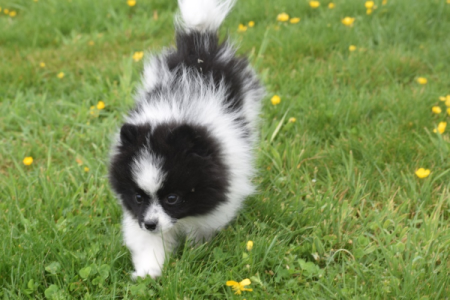 Keeshond (teef) 07474