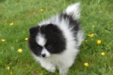 Keeshond (teef) 07474