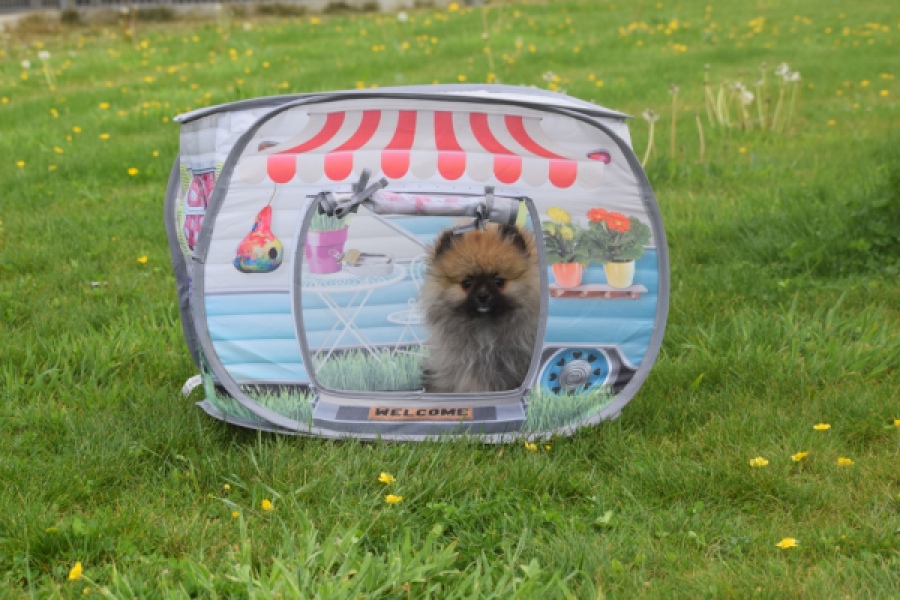 Keeshond (reu) 07466