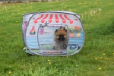 Keeshond (reu) 07466