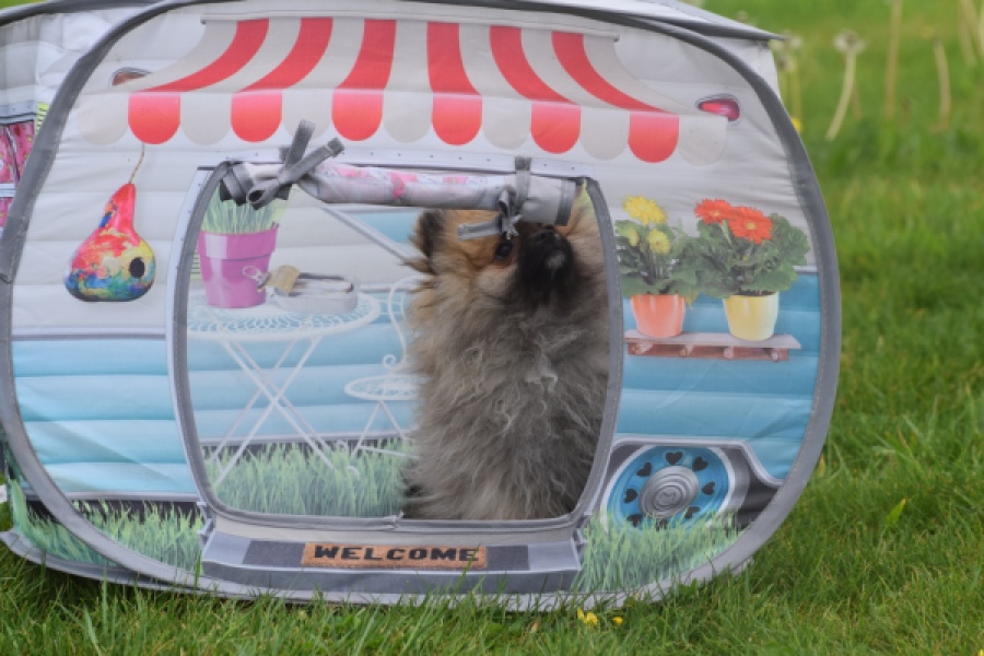 Keeshond (reu) 07466
