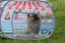 Keeshond (reu) 07466