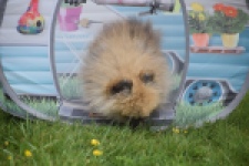 Keeshond (reu) 07466