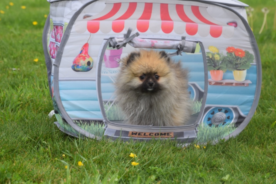 Keeshond (reu) 07466