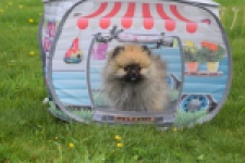 Keeshond (reu) 07466