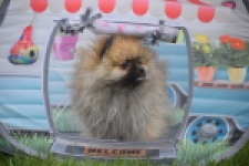 Keeshond (reu) 07466