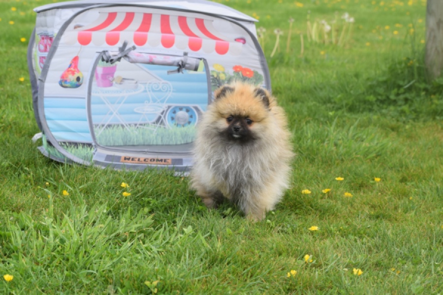 Keeshond (reu) 07466