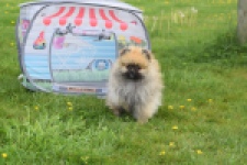 Keeshond (reu) 07466