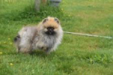 Keeshond (reu) 07466