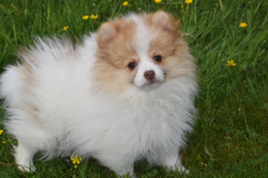 Keeshond (reu) 07471