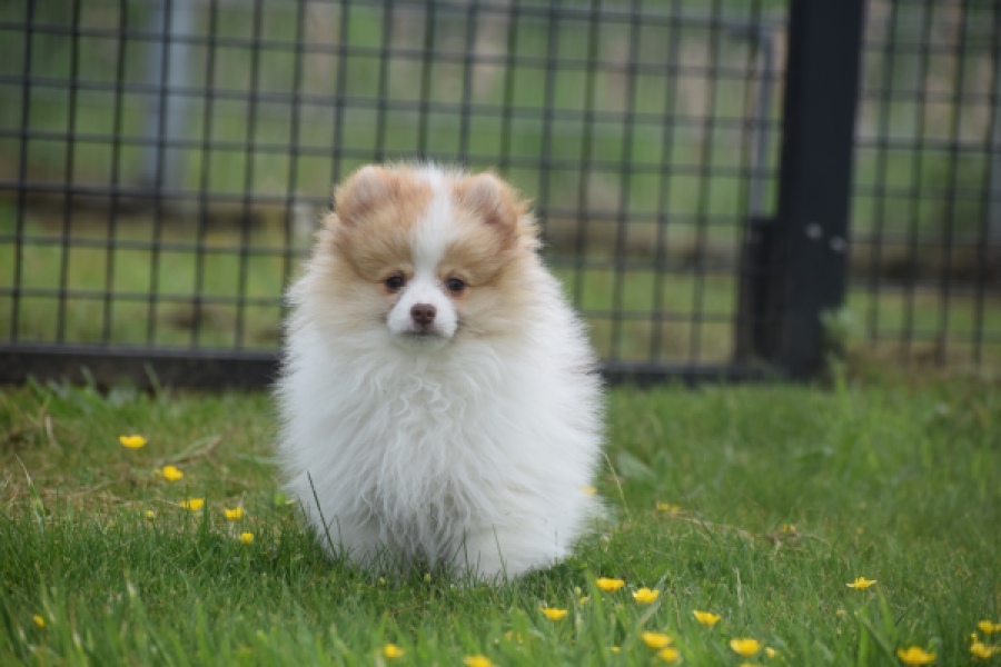 Keeshond (reu) 07471