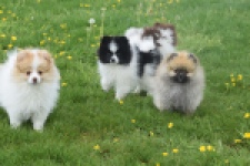 Keeshond (teef) 07474