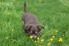 Chihuahua (reu) 25383