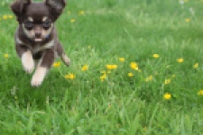 Chihuahua (reu) 25383