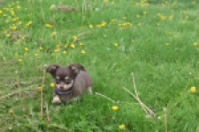 Chihuahua (reu) 25383