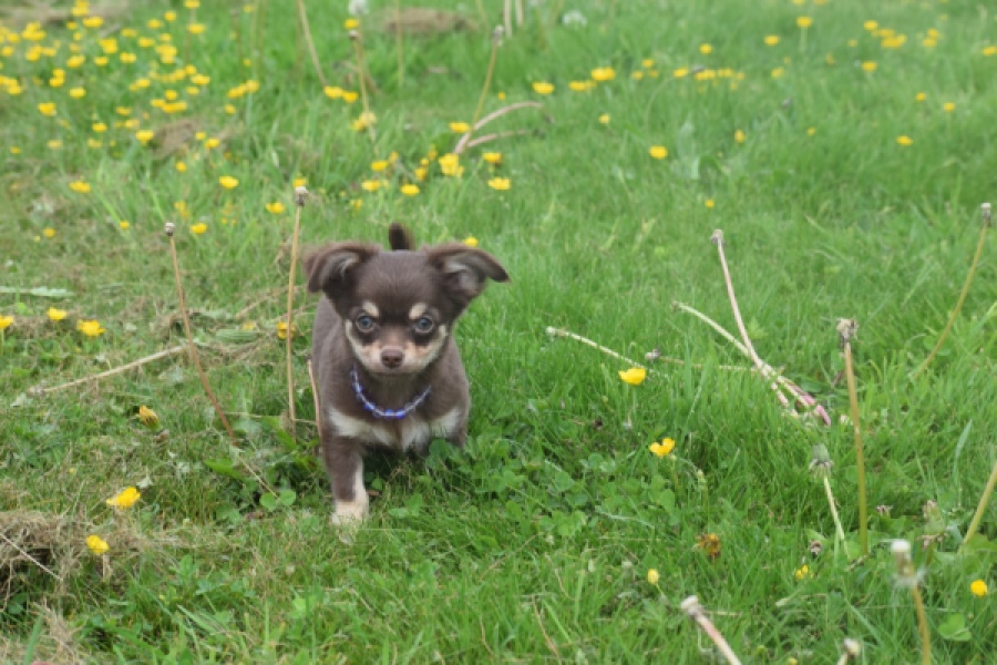 Chihuahua (reu) 25383