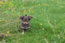 Chihuahua (reu) 25383