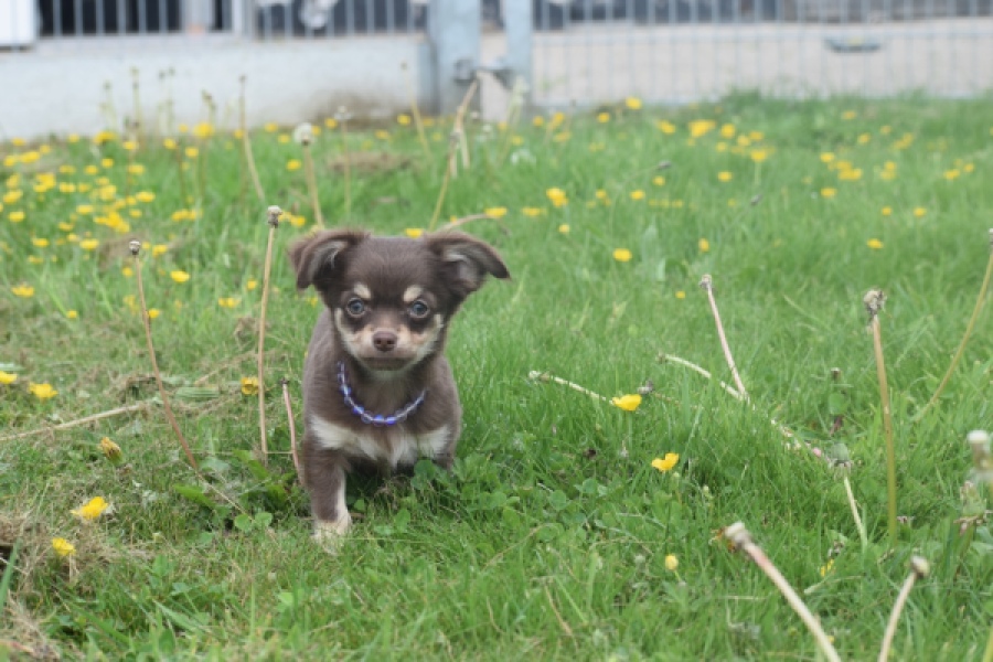Chihuahua (reu) 25383