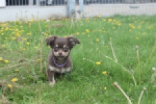 Chihuahua (reu) 25383