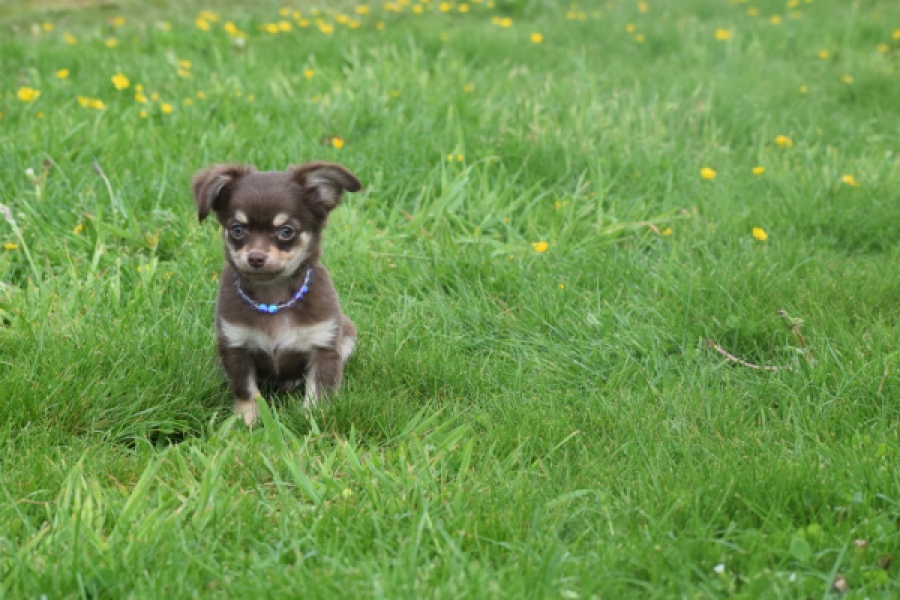 Chihuahua (reu) 25383