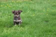Chihuahua (reu) 25383