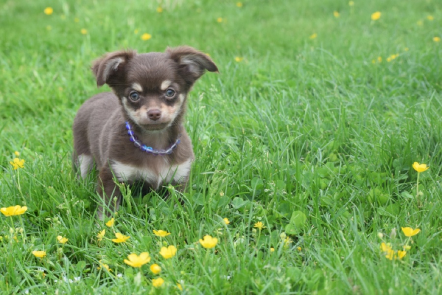 Chihuahua (reu) 25383