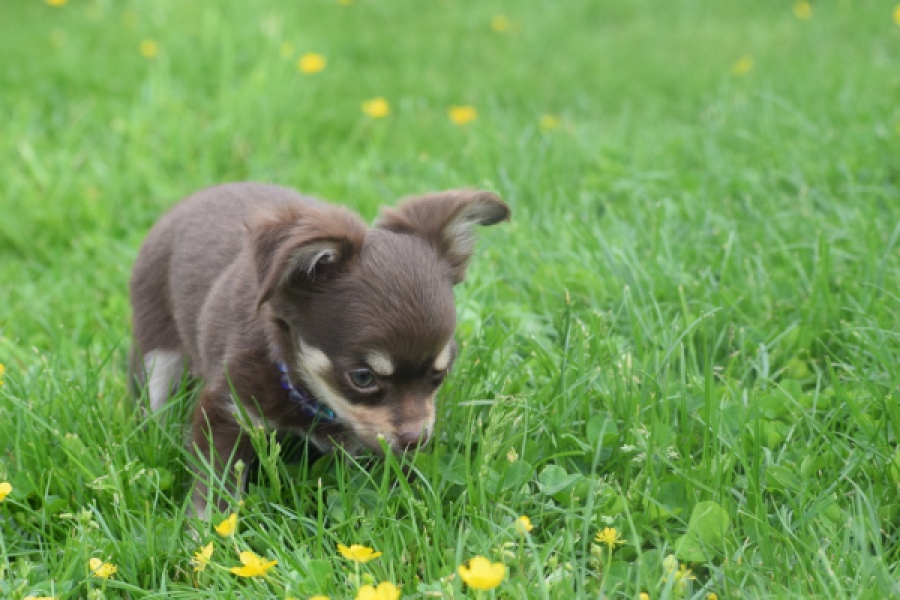 Chihuahua (reu) 25383