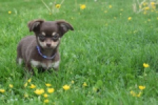 Chihuahua (reu) 25383