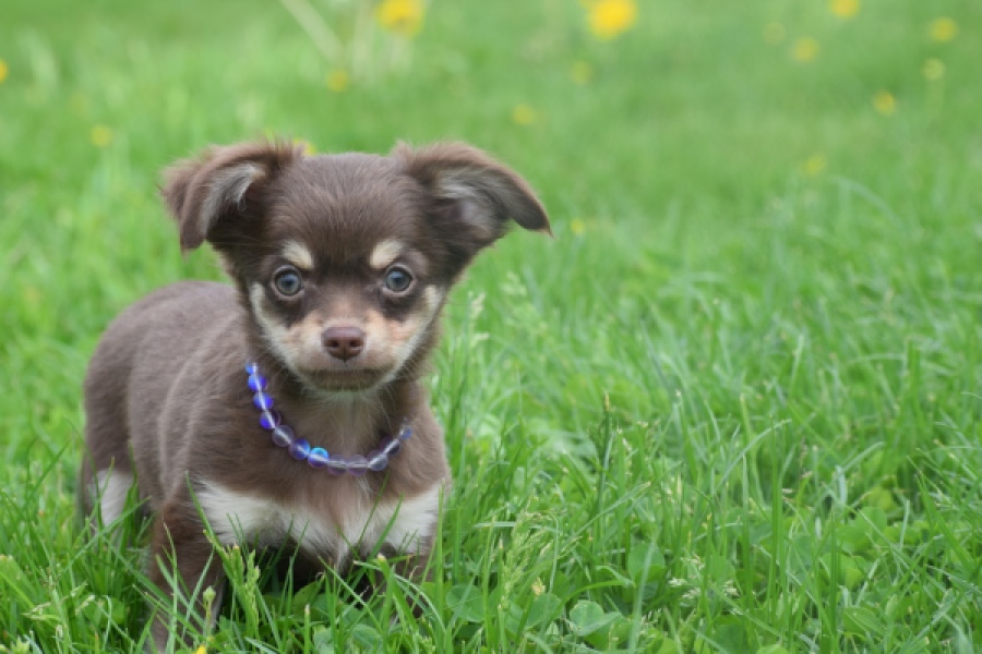 Chihuahua (reu) 25383